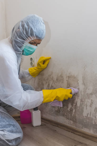 Mold Remediation for Rental Properties in Superior, AZ